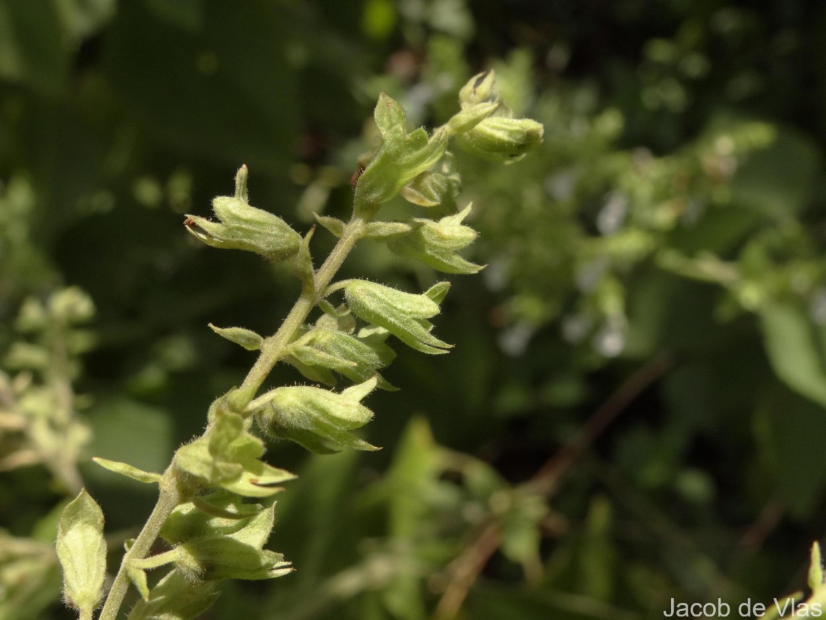 Teucrium heynei V.S.Kumar & Chakrab.